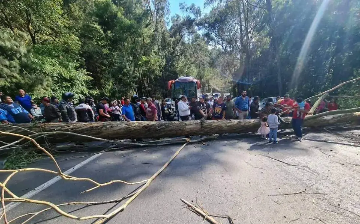 caida de un arbol